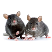 Imagem ilustrativa de ratos