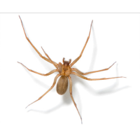 Imagem ilustrativa de aranhas
