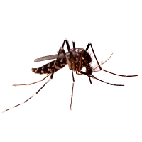 Imagem ilustrativa de mosquitos
