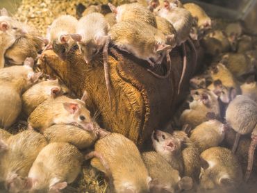 Serviço de Desratização em Maringá