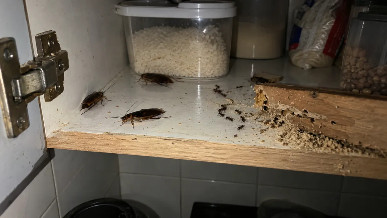 Baratas, formigas e cupim dentro de um armário de cozinha — pragas urbanas atendidas pela Proteção